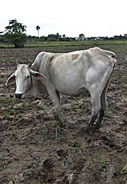 Cambodian Cow
